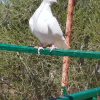 کبوتر فروشی