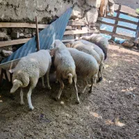 گوسفند|حیوانات مزرعه|پرهسر, |دیوار