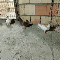 کفتر المانی