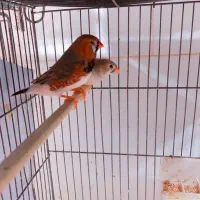 یک جفت فنچ جامبو اخمو مولد درشت|پرنده|تهران, سبلان (لشگر)|دیوار