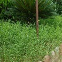 مجموعه خدماتی فضای سبز سبز آوران ارغوان