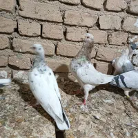 کبوتر طوقی هفت رنگ|پرنده|الوند, |دیوار