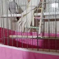 یه جفت عروس هلندی|پرنده|قزوین, |دیوار