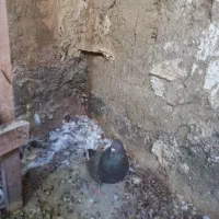 کفتر کبوتر