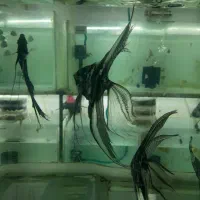 انواع ماهی گیاهخوار و گوشتخوار کت|ماهی|فردیس, ثابتی|دیوار