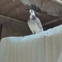 کفتر