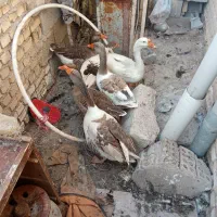 غاز|حیوانات مزرعه|خرمشهر, |دیوار