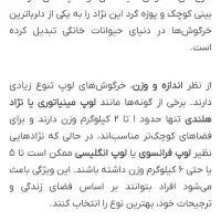 خرگوش لوپ مینیاتوری فرانسوی وانگلیسی|موش و خرگوش|تایباد, |دیوار