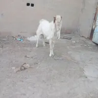 بز گلابی دوسال ونیم نر|حیوانات مزرعه|اندیمشک, |دیوار