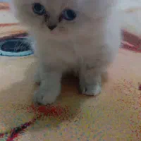 گم شده|گربه|قشم, |دیوار