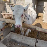 تلیسه پای کل|حیوانات مزرعه|هشتگرد, خور|دیوار