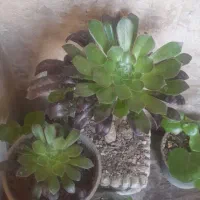 گل انییوم شمعدونی عطری برگ هندونه ای