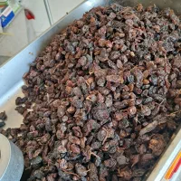 کشمش چرخ کرده|عمدهفروشی|لنگرود, |دیوار