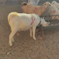 بزتک چین شده سانن|حیوانات مزرعه|درمیان, |دیوار