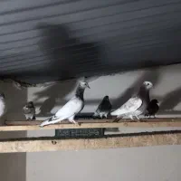 فروش چندین جفت کبوتر...