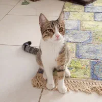 گربه DCH ماده واکسیناسیون شده