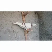 نرپیازی شیشه ای