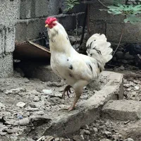 خروس نژاد گلین لری اصیل چهل تاج و ریشو