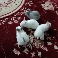 یکجفتخرگوشسیصدهزارتومان.چهارعددچرگوشدهروزه