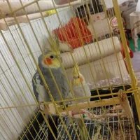 عروس هنلدی|پرنده|علیآباد کتول, |دیوار