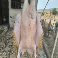 گوشت بره چاق چاق با کیفیت و ارزان