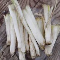 کنگر پاک شده