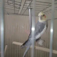 عروس هلندی نر سخنگو با قفس و لوازم