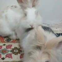 خرگوش نر و ماده