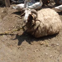 فر‌وش گوسفند