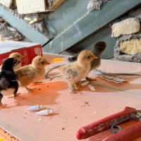 جوجه برهما و کوشین