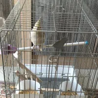 عروس هلندی ماده  با قفس
