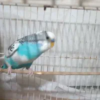 مرغ عشق
