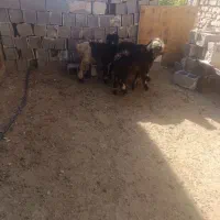 بره نر|حیوانات مزرعه|شیراز, جرسقان|دیوار