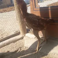مرغ و خروس لاری