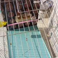 یک جفت فنچ نروماده