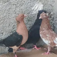 کبوتر سوسنی و آبادانی