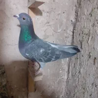 کفتر|پرنده|چناران, |دیوار