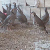 پرنده زینتی|پرنده|اسفراین, |دیوار