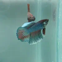 ماهی فایتر|ماهی|تهران, اسکندری|دیوار