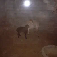 سه راس میش یک عدد دوقل دوعد یک قل|حیوانات مزرعه|نوده انقلاب, |دیوار