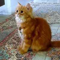 جفت زدن گربه