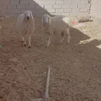 بره مناسب چاق