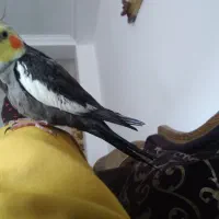 عروس هلندی نر