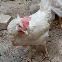 مرغ