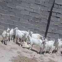 بزغاله سانن