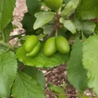 باغ در خرونیشابور|فروش زمین و ملک کلنگی|مشهد, طبرسی شمالی|دیوار