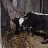 گاو با گوساله