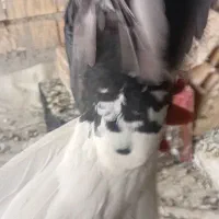 دم سفید|پرنده|فلاورجان, |دیوار