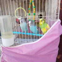 فروش پرنده مرغ عشق