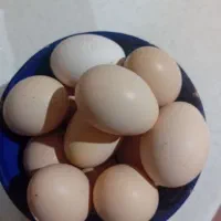 تخم مرغ نطفه دار گلپایگانی